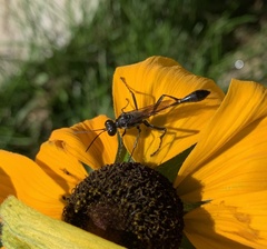 Eremnophila aureonotata