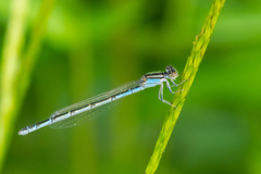 Enallagma durum