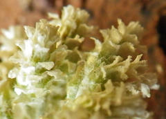 Helichrysum rugulosum