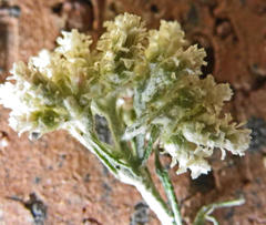 Helichrysum rugulosum