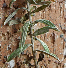 Helichrysum rugulosum