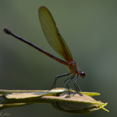 Hetaerina cruentata