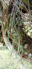 Rhipsalis baccifera