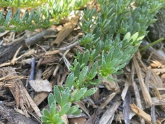 Myoporum parvifolium