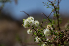 Mimosa farinosa