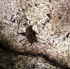 Spelaeiacris tabulae