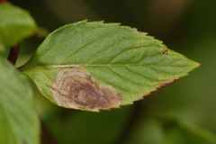 Calycomyza menthae
