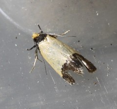 Heteroteucha kershawi