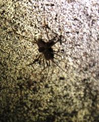 Spelaeiacris tabulae