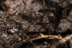 Spelaeiacris tabulae