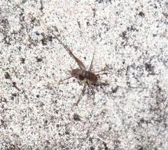 Spelaeiacris tabulae