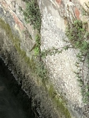 Calopteryx splendens