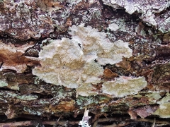 Phlebia centrifuga