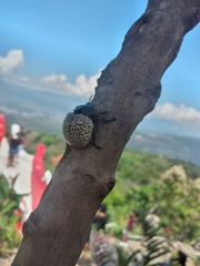 Doryphora paykulli