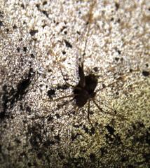 Spelaeiacris tabulae