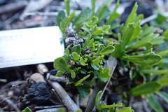 Dodonaea procumbens