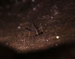Spelaeiacris tabulae