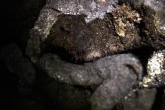 Spelaeiacris tabulae