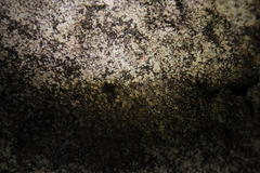 Spelaeiacris tabulae