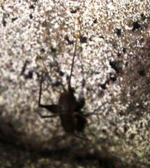 Spelaeiacris tabulae