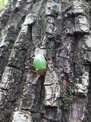 Chlorocoris distinctus
