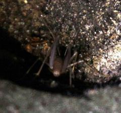 Spelaeiacris tabulae
