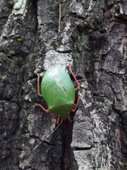 Chlorocoris distinctus