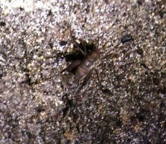 Spelaeiacris tabulae