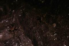 Spelaeiacris tabulae