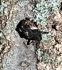 Cryptorhynchus fuscatus