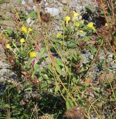 Oenothera indecora