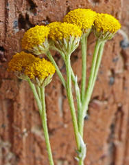 Helichrysum