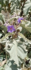 Solanum crinitipes
