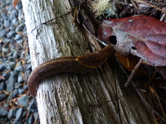 Prophysaon foliolatum