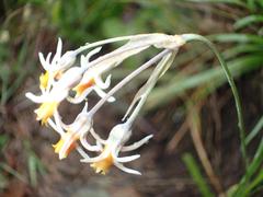 Tulbaghia leucantha