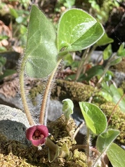 Asarum
