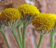 Helichrysum