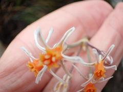 Tulbaghia leucantha
