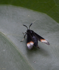 Myrmecopsis strigosa
