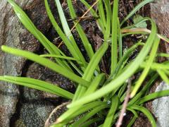 Tulbaghia leucantha