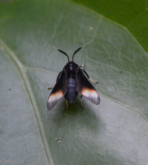 Myrmecopsis strigosa