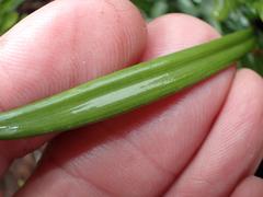 Tulbaghia leucantha