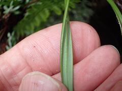 Tulbaghia leucantha