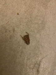 Periplaneta australasiae