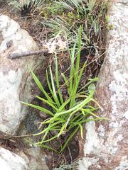 Tulbaghia leucantha