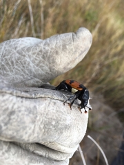 Nicrophorus investigator