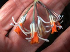Tulbaghia leucantha