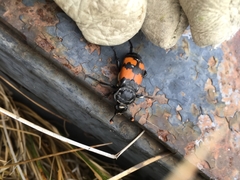 Nicrophorus investigator