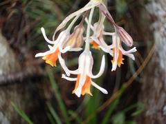 Tulbaghia leucantha