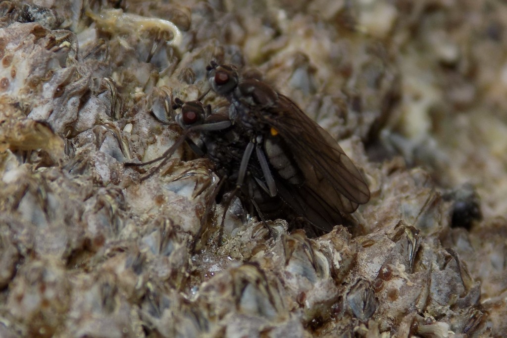 Dryomyzidae